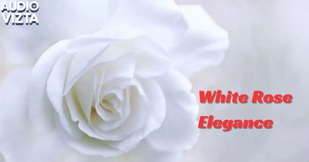 White-Rose-Elegance